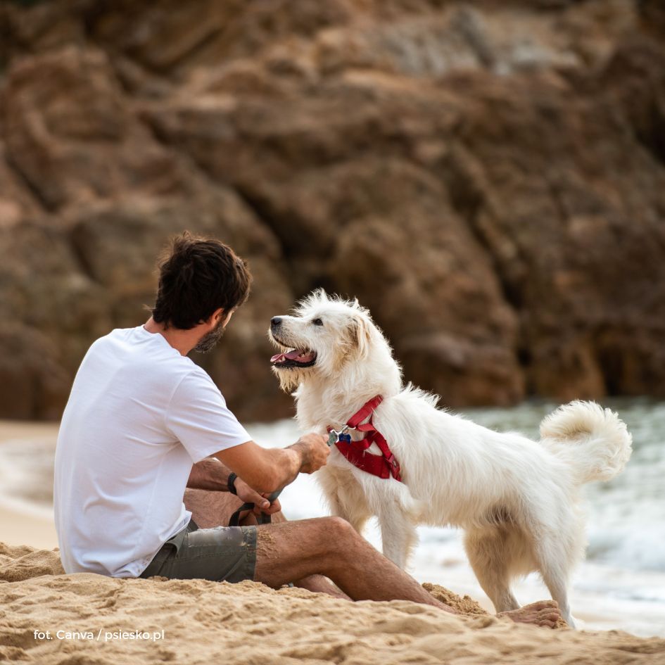 Dlaczego warto mieć psa?