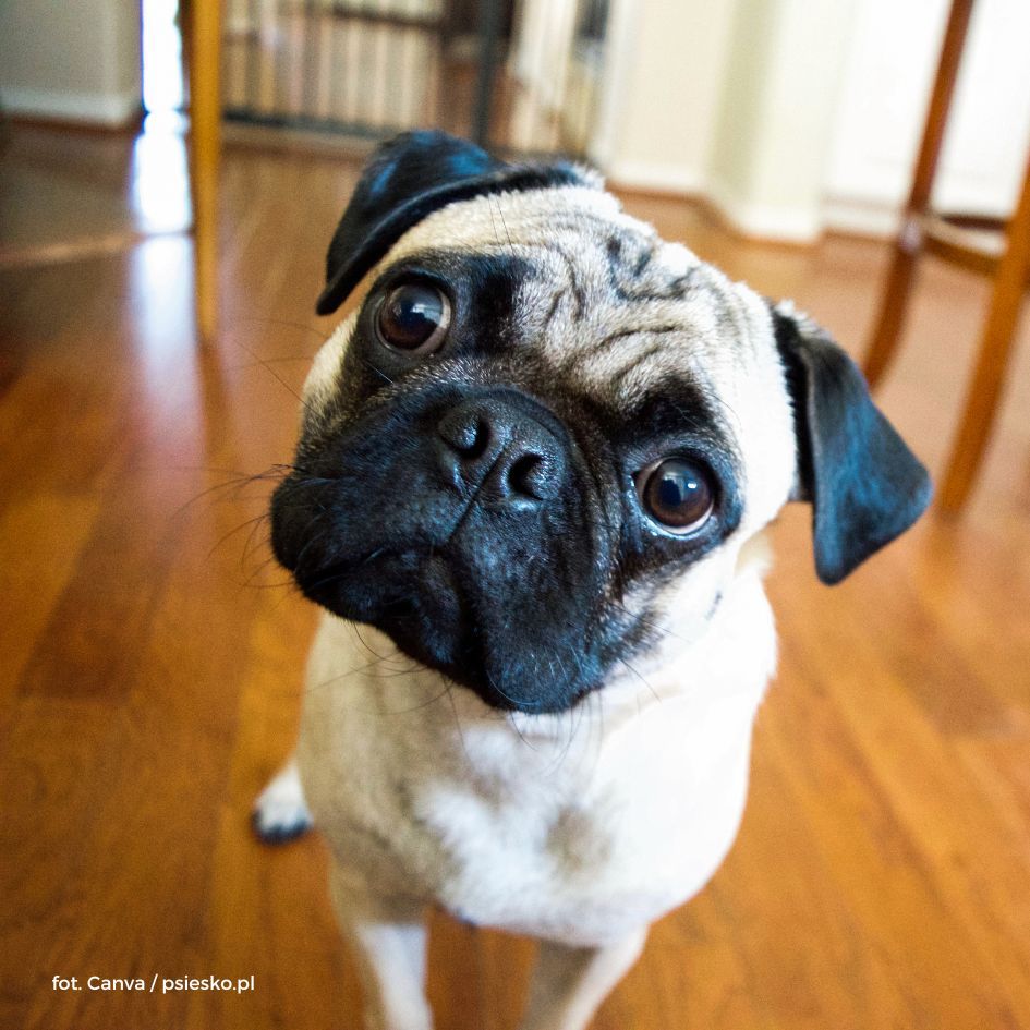 Zachowanie psa – psie zwyczaje