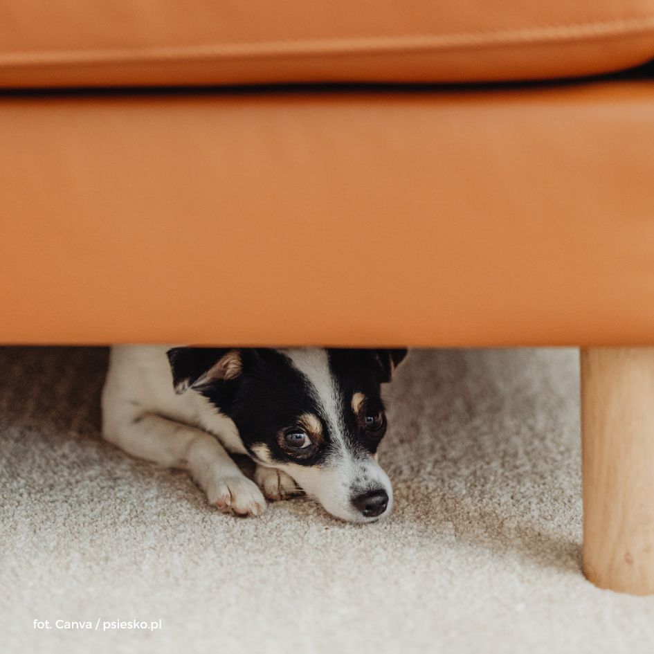 Jak przygotować się do adopcji psa? Przewodnik krok po kroku