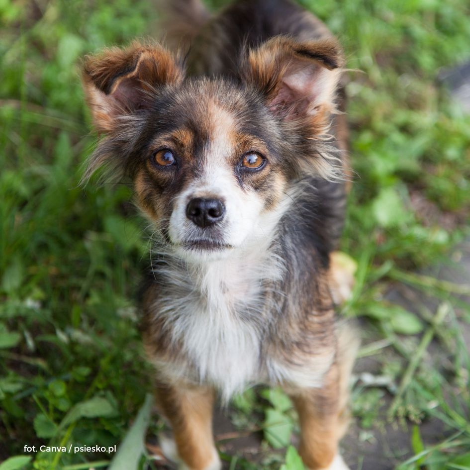 Pierwsze dni po adopcji psa