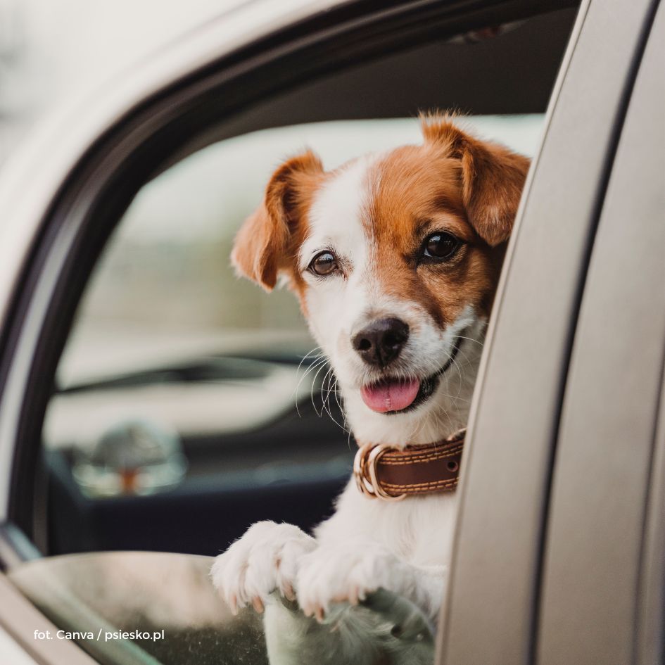 Podróż z psem – jak się przygotować?