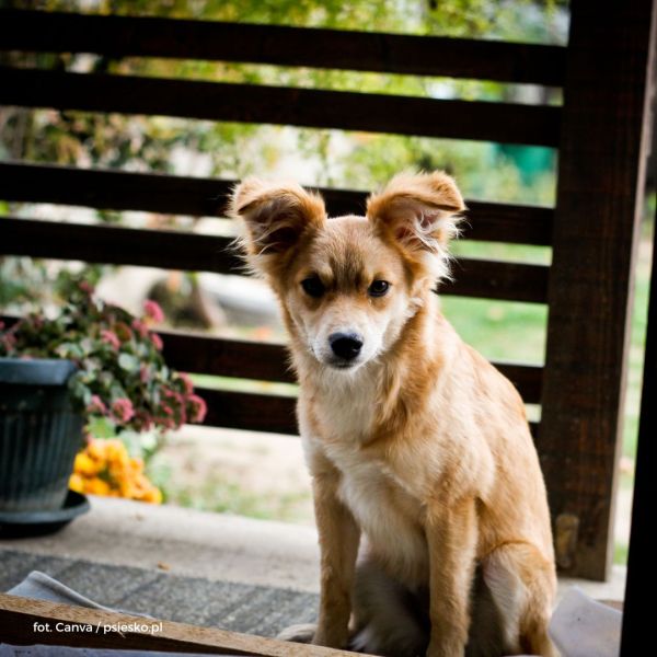 5 rzeczy, które warto wiedzieć przed adopcją psa