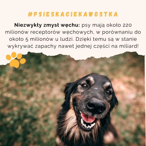 ciekawostka o psach - blog psiesko.pl