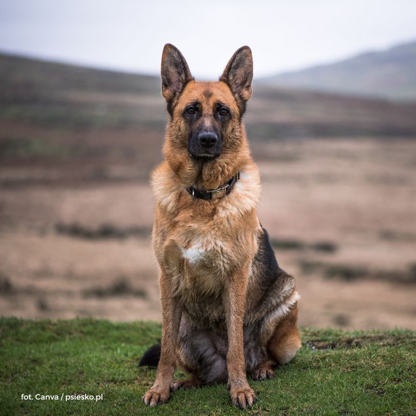 owczarek niemiecki wychowanie