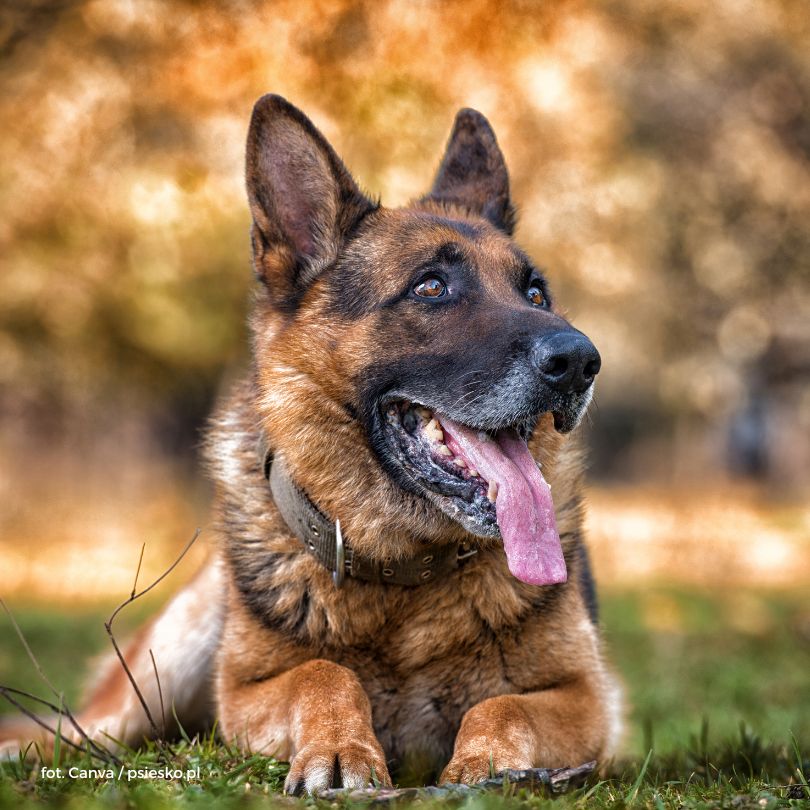 Owczarek niemiecki – wszystko, co musisz wiedzieć!