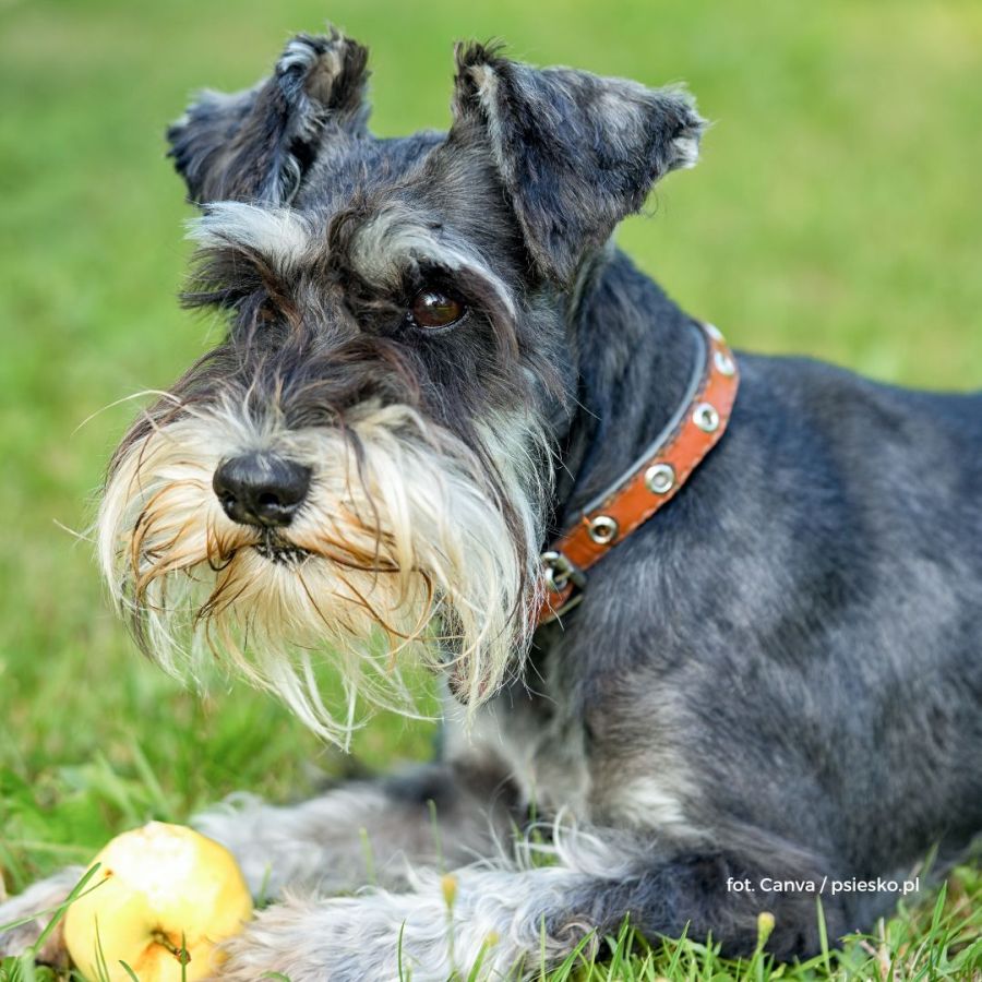 Sznaucer Miniaturowy – mały pies z dużą osobowością